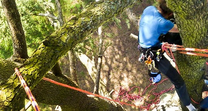 La grimpe d’arbres est un loisir vert éducatif destiné à apprendre à grimper et à progresser dans les arbres en toute sécurité.