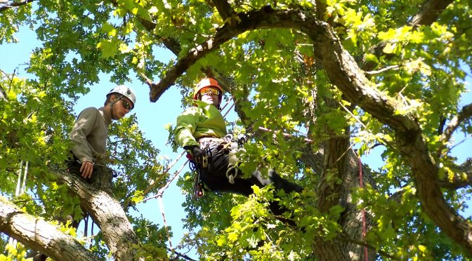 Initiez-vous au tree climbing, la grimpe en autonomie dans les arbres !